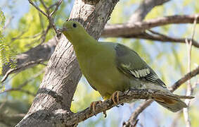 Madagascar Green Pigeon