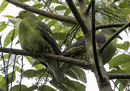 Sri Lanka Green Pigeon