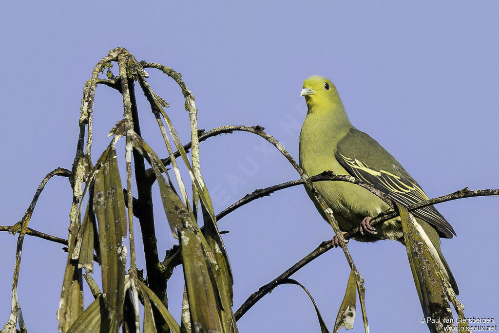 Colombar pompadour femelle adulte