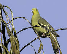 Sri Lanka Green Pigeon