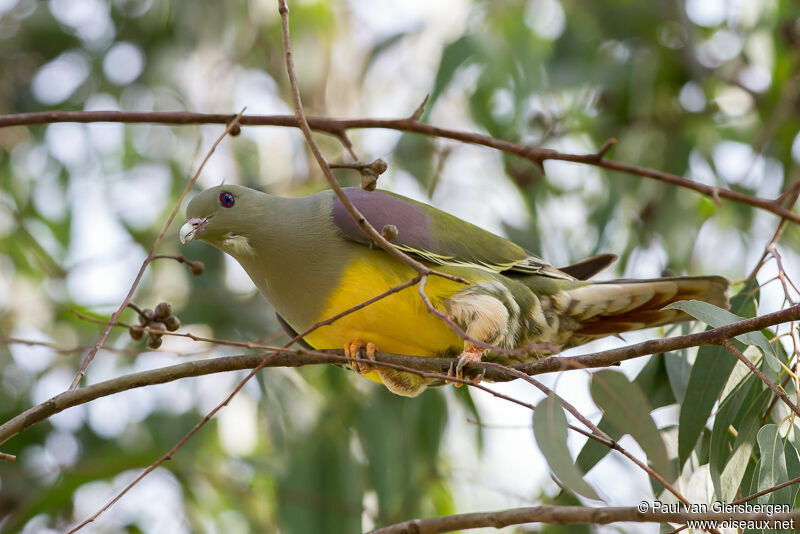 Bruce's Green Pigeon