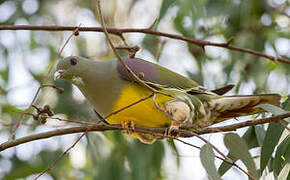 Bruce's Green Pigeon