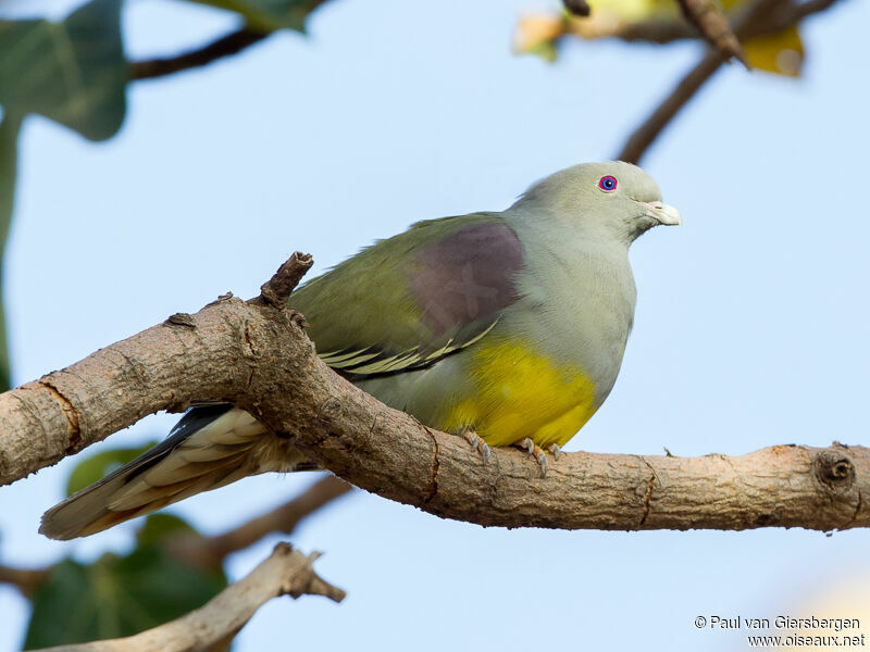 Bruce's Green Pigeon