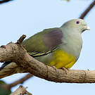 Colombar waalia