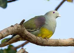 Bruce's Green Pigeon