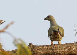 Bruce's Green Pigeon