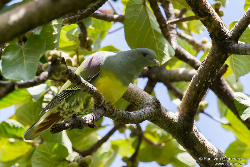 Bruce's Green Pigeon