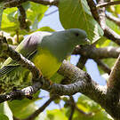 Colombar waalia