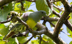 Bruce's Green Pigeon