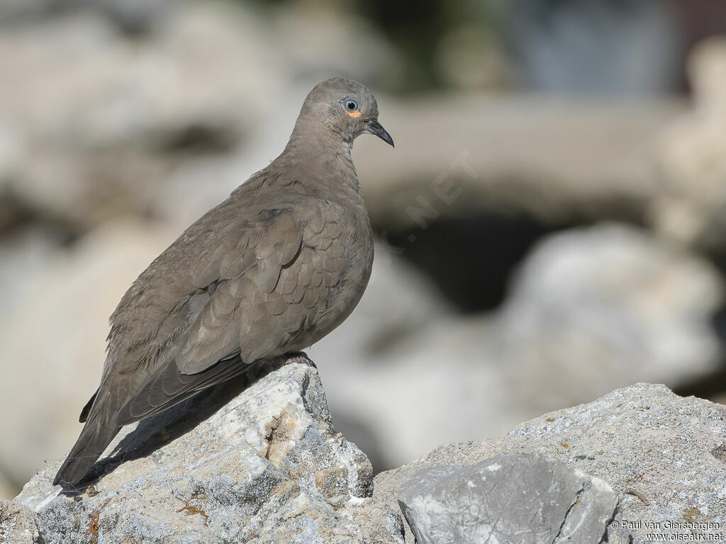 Black-winged Ground Doveadult