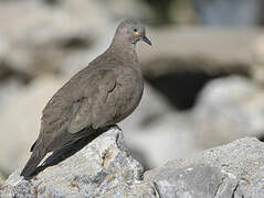 Black-winged Ground Dove