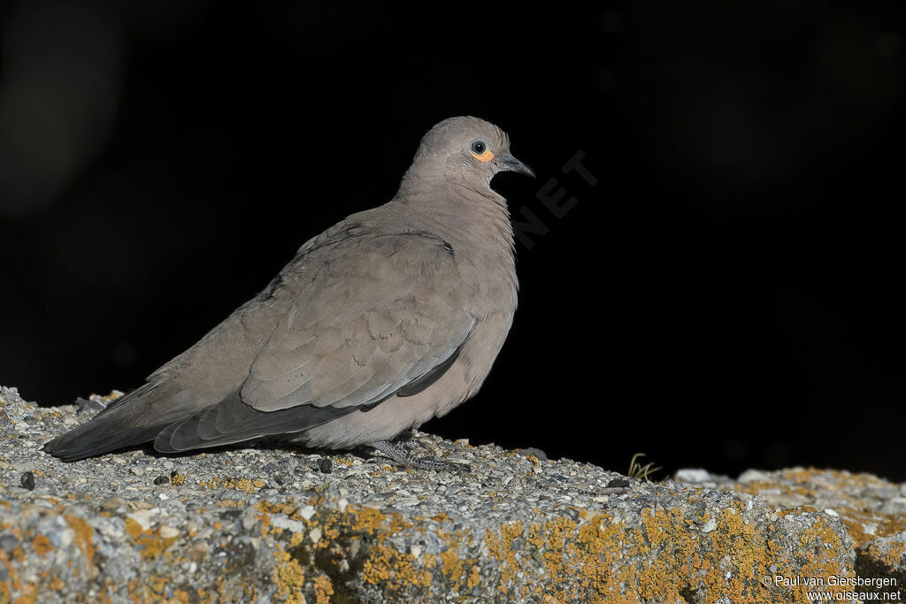 Black-winged Ground Doveadult