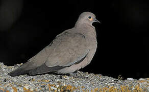 Black-winged Ground Dove