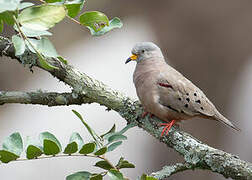 Croaking Ground Dove