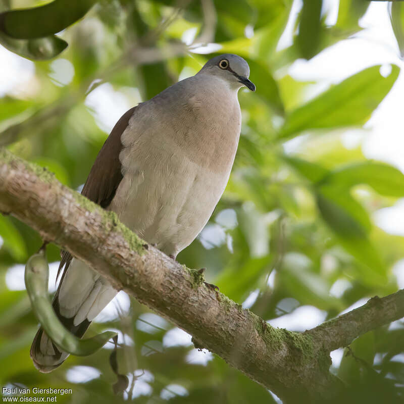 Grey-headed Doveadult, habitat, pigmentation