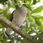 Grey-headed Dove