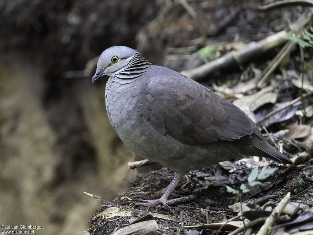 White-throated Quail-Doveadult, identification