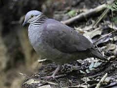 White-throated Quail-Dove