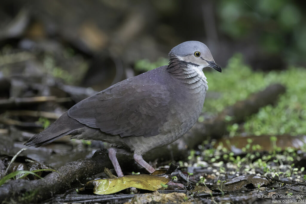 Colombe à gorge blancheadulte