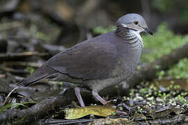 White-throated Quail-Dove