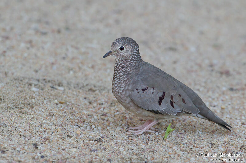 Common Ground Dove