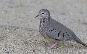 Common Ground Dove