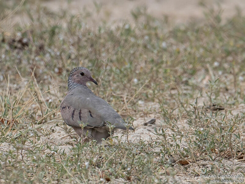 Common Ground Dove