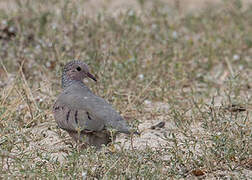 Common Ground Dove