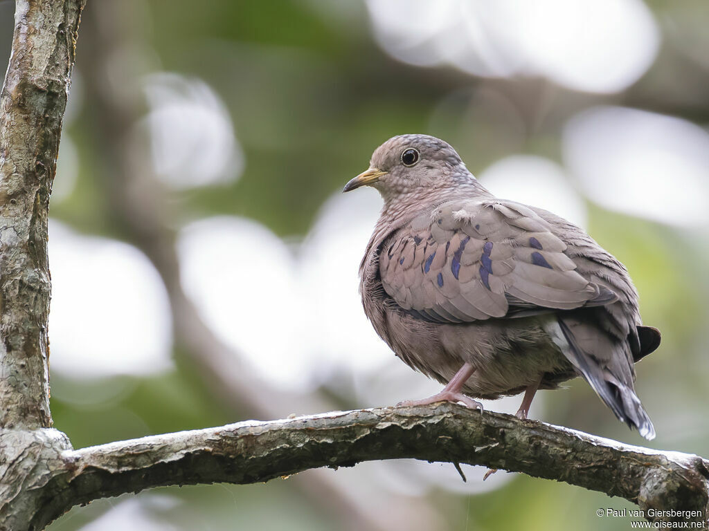 Common Ground Doveadult