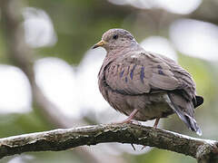 Common Ground Dove