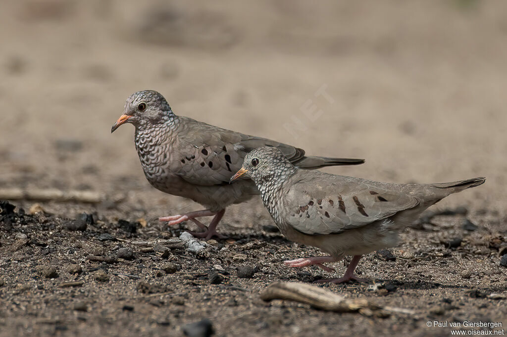 Common Ground Doveadult