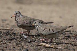 Common Ground Dove