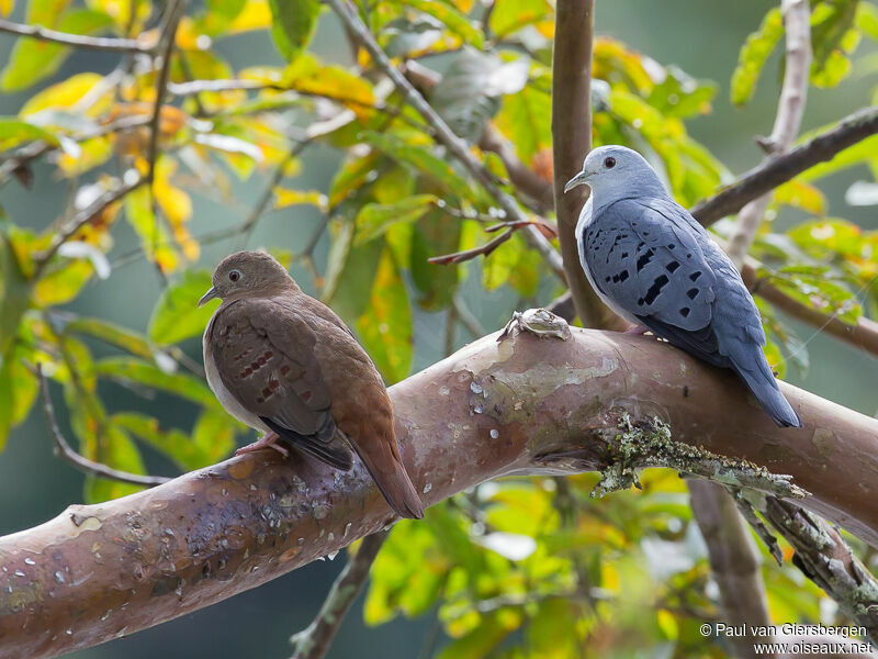 Blue Ground Dove