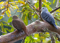 Blue Ground Dove