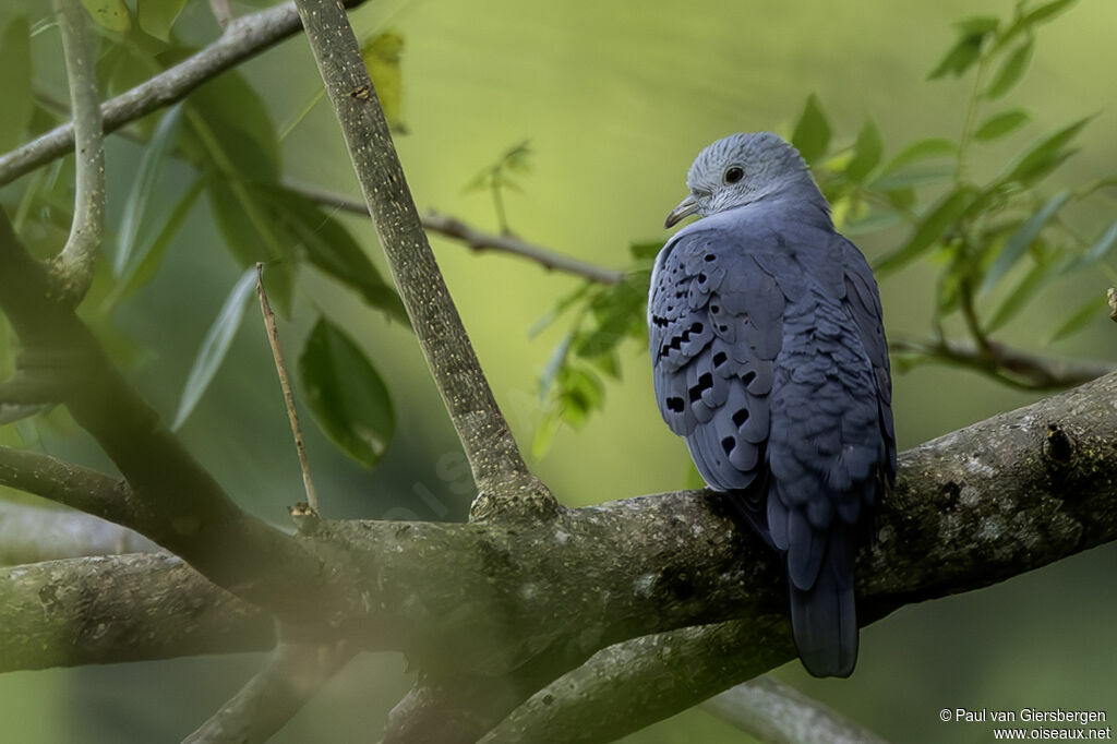 Colombe bleutée