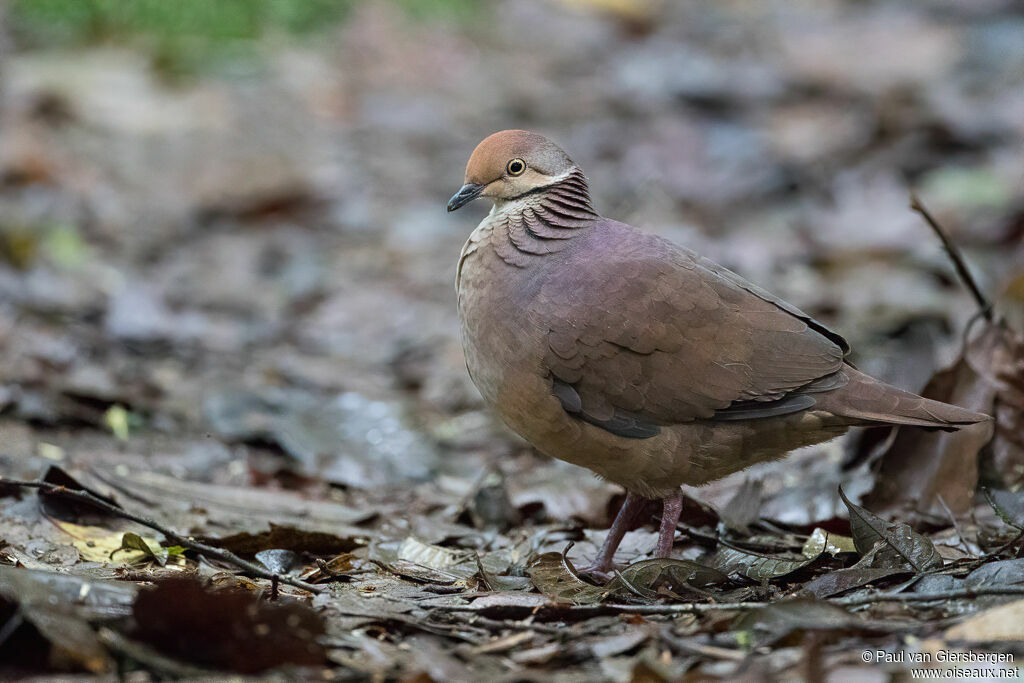 Lined Quail-Doveadult