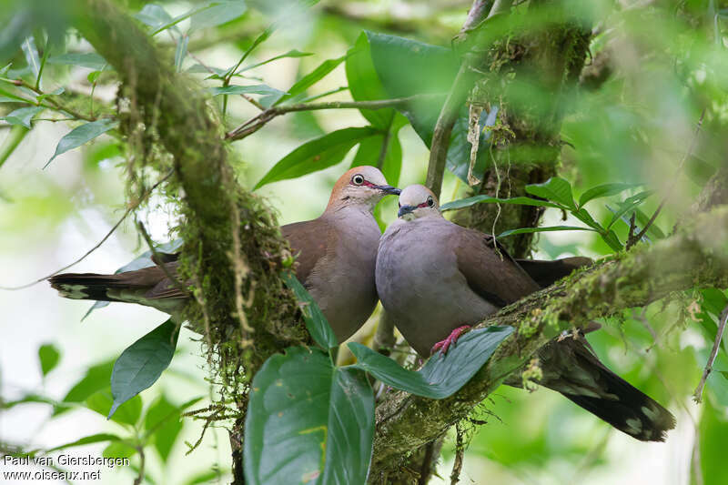 Grey-chested Doveadult, Behaviour