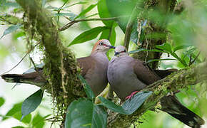 Grey-chested Dove