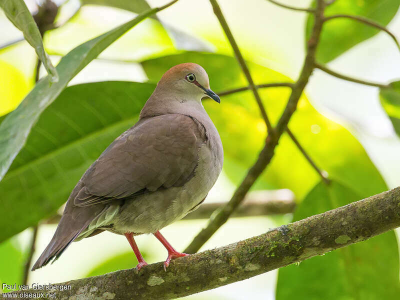 Colombe de Cassinadulte, identification