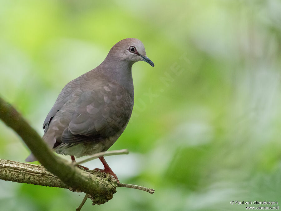 Grey-chested Doveadult