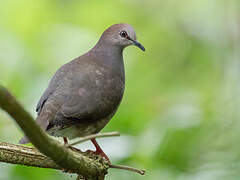 Grey-chested Dove
