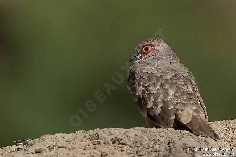 Bare-faced Ground Dove