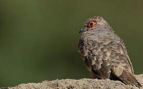 Bare-faced Ground Dove