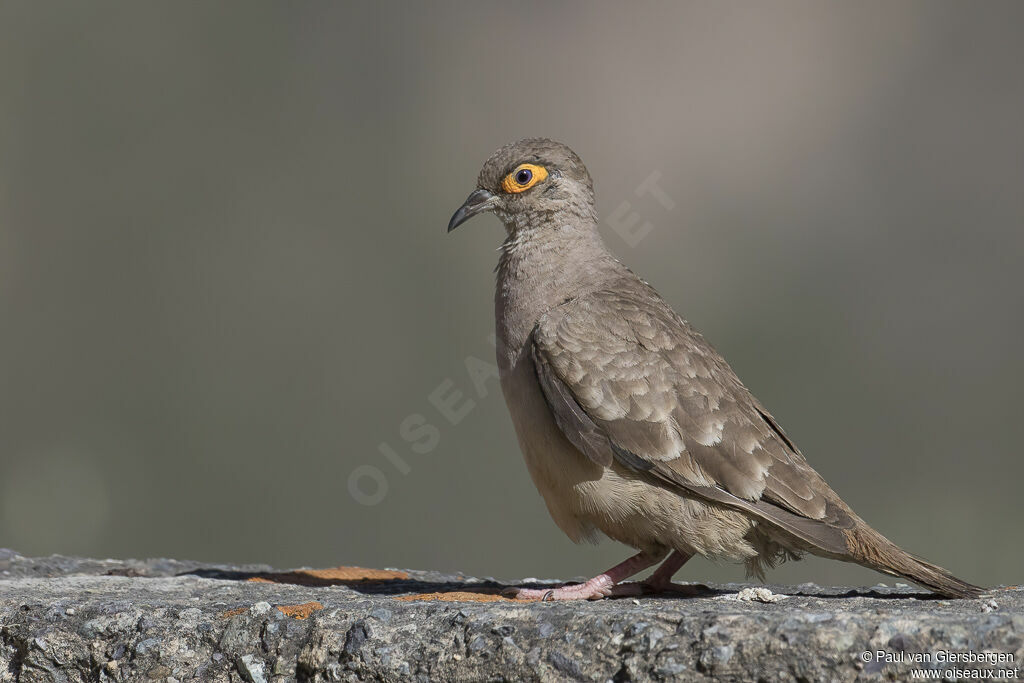 Bare-faced Ground Doveadult