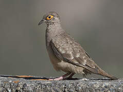 Bare-faced Ground Dove