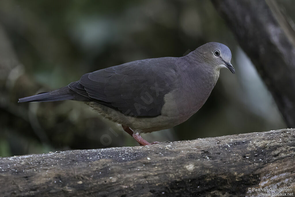 Colombe de Conoveradulte