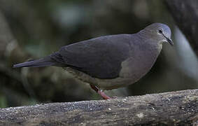 Tolima Dove