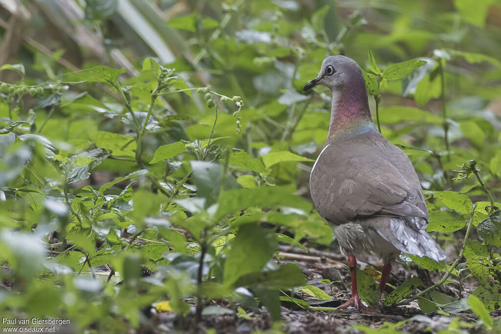 Caribbean Doveadult, habitat