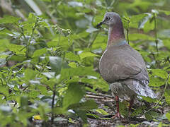 Caribbean Dove