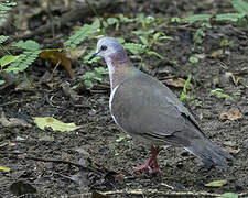 Caribbean Dove